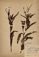 藏品(毛蓼)的圖片